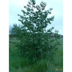 Macérât bio de bourgeons : Aulne glutineux