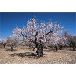 Macérât bio de bourgeons : Amandier