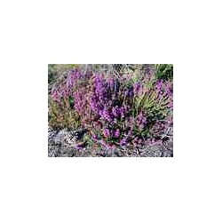 Macérât bio de bourgeons : Bruyère