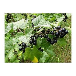 Macérât bio de bourgeons : Cassis