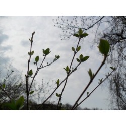 Macérât bio de bourgeons : Cornouiller sanguin