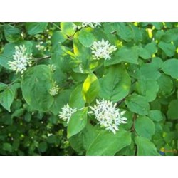 Macérât bio de bourgeons : Cornouiller sanguin