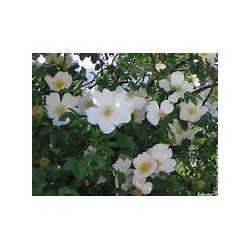 Macérât bio de bourgeons : Eglantier