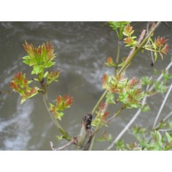 Macérât bio de bourgeons : Frêne