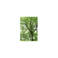 Macérât bio de bourgeons : Hêtre