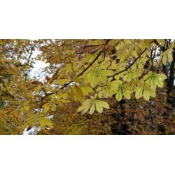 Macérât bio de bourgeons : Marronnier