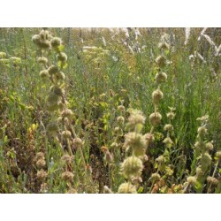 Hydrolat Marrube blanc BIO 