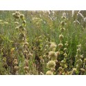 Hydrolat Marrube blanc BIO 