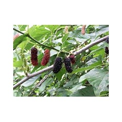 Macérât bio de bourgeons : Mûrier