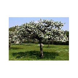 Macérât bio de bourgeons : Poirier