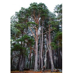 Macérât bio de bourgeons : Pin sylvestre