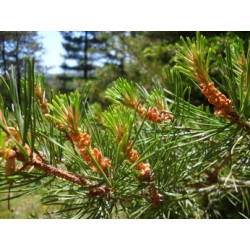 Macérât bio de bourgeons : Pin sylvestre