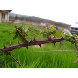 Macérât bio de bourgeons : Ronce