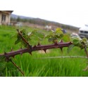 Macérât bio de bourgeons : Ronce