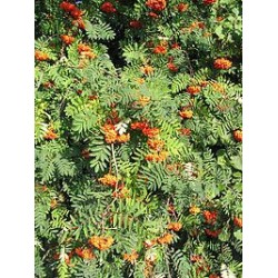 Macérât bio de bourgeons : Sorbier