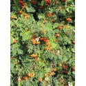 Macérât bio de bourgeons : Sorbier