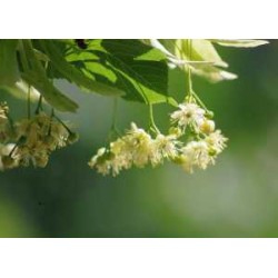Macérât bio de bourgeons : Tilleul