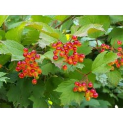 Macérât bio de bourgeons : Viorne