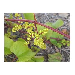 Macérât bio de bourgeons : Vigne