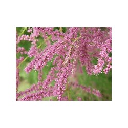 Macérât bio de bourgeons : Tamaris 	