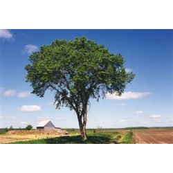 Macérât bio de bourgeons : Orme