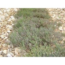 Huile essentielle thym carvacrol BIO