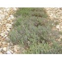 Huile essentielle thym carvacrol BIO
