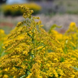 Huile essentielle verge d'or bio 