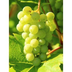 huile végétale : Pépins de raisin 