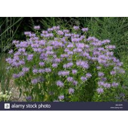 Huile essentielle monarde 