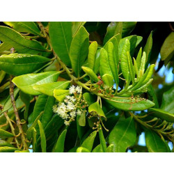 Huile essentielle bay saint thomas 