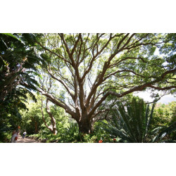 Huile essentielle Bois de hô