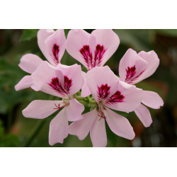 Huile essentielle Géranium bourbon BIO