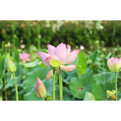 Huile essentielle Lotus  (absolue) DROMESSENCE