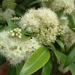 Huile essentielle de Myrte Citronné BIO 