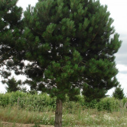 Huile essentielle pin noir BIO