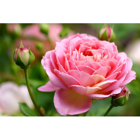 Huile essentielle de rose de damas bio DROMESSENCE