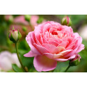Huile essentielle de rose de damas bio DROMESSENCE