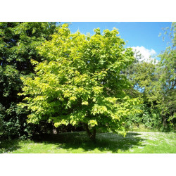 Macérât BIO de bourgeons : Erable DROMESSENCE