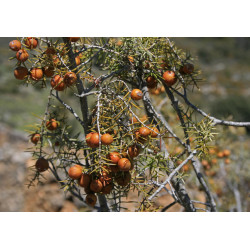 Macérât BIO de bourgeons : Genevrier-cade DROMESSENCE