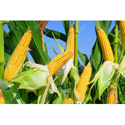 Macérât BIO de bourgeons : Mais DROMESSENCE