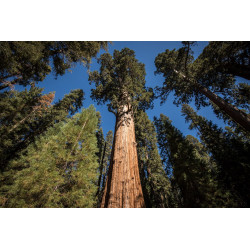 Macérât BIO de bourgeons : Sequoia DROMESSENCE