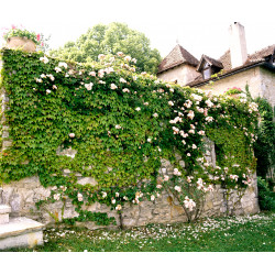 Macérât BIO de bourgeons : Vigne vierge DROMESSENCE