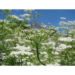 Huile essentielle Cumin BIO