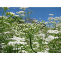 Huile essentielle Cumin BIO