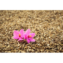 Huile essentielle Cumin BIO