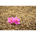Huile essentielle Cumin BIO