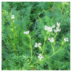 Huile essentielle Carvi BIO