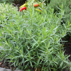 Huile essentielle Estragon BIO