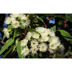 Huile essentielle Eucalyptus citriodora BIO